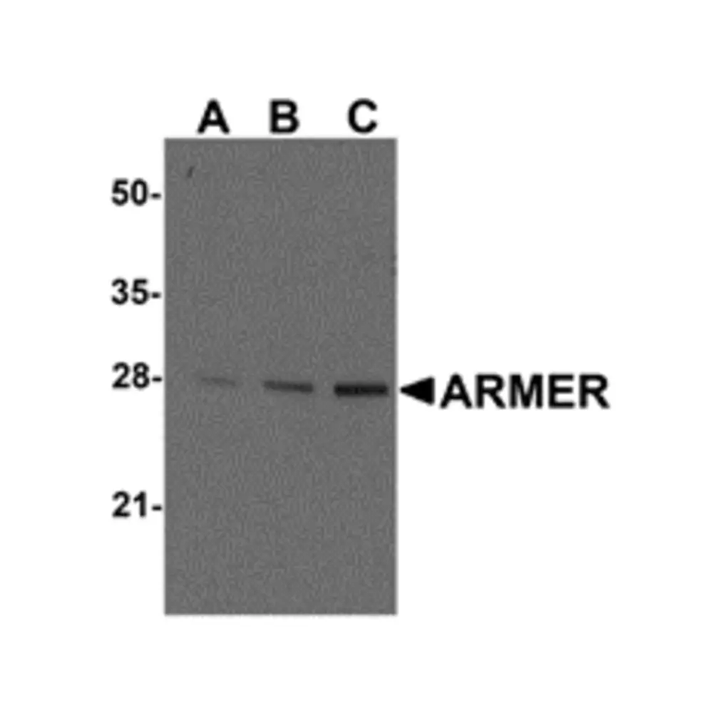 ProSci 3305_S ARMER Antibody, ProSci, 0.02 mg/Unit Primary Image