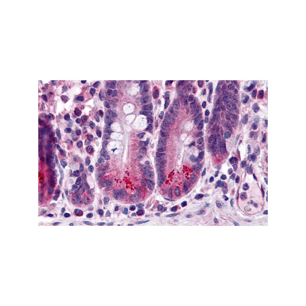 ProSci 3309_S BRUCE Antibody, ProSci, 0.02 mg/Unit Primary Image