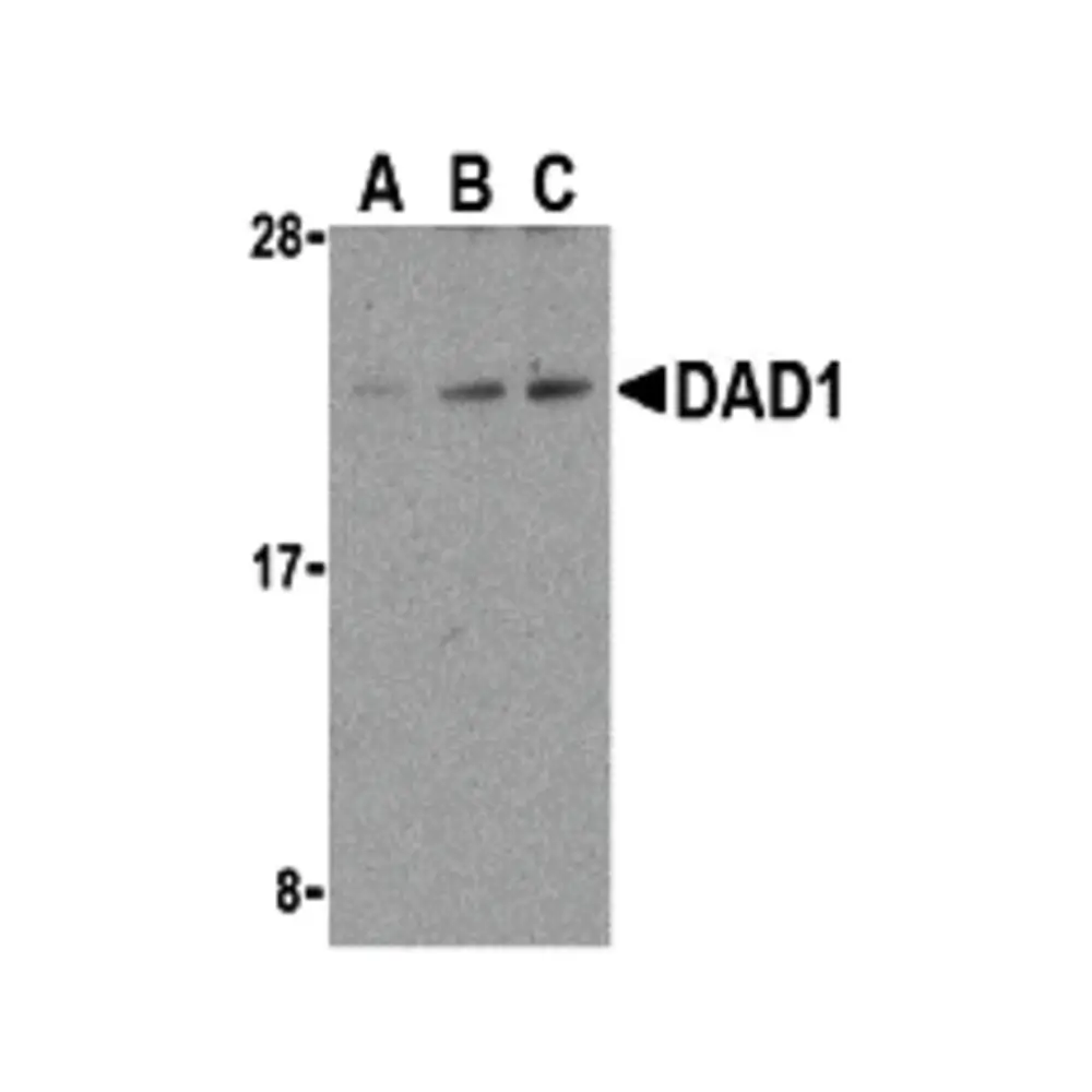 ProSci 3313 DAD1 Antibody, ProSci, 0.1 mg/Unit Primary Image