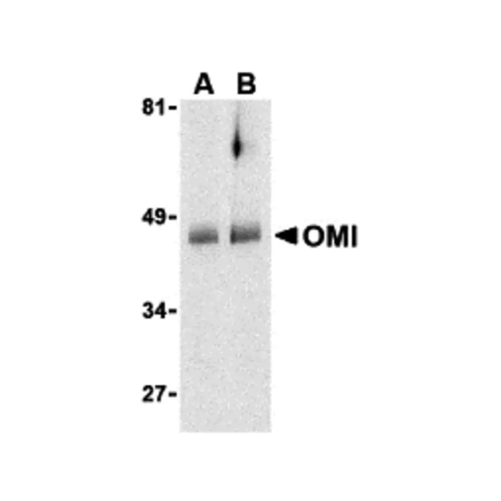 ProSci 3319_S OMI Antibody, ProSci, 0.02 mg/Unit Primary Image