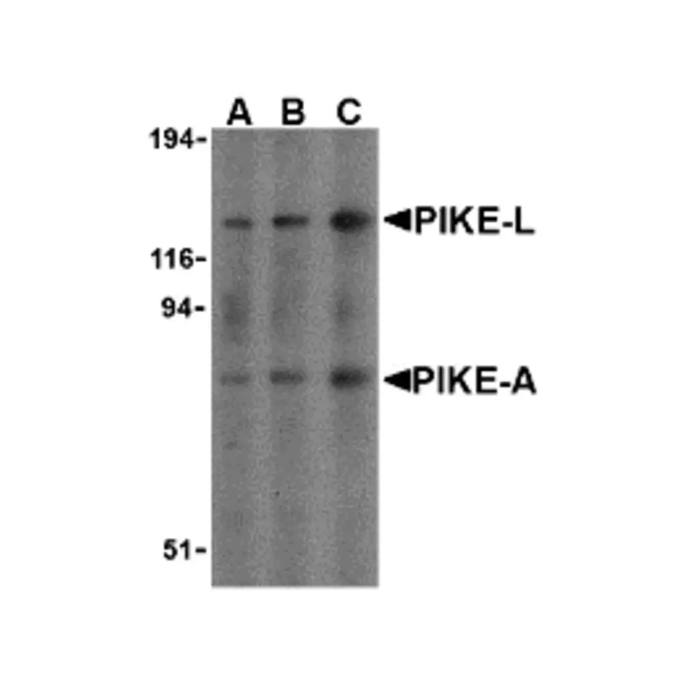 ProSci 3321 PIKE Antibody, ProSci, 0.1 mg/Unit Primary Image