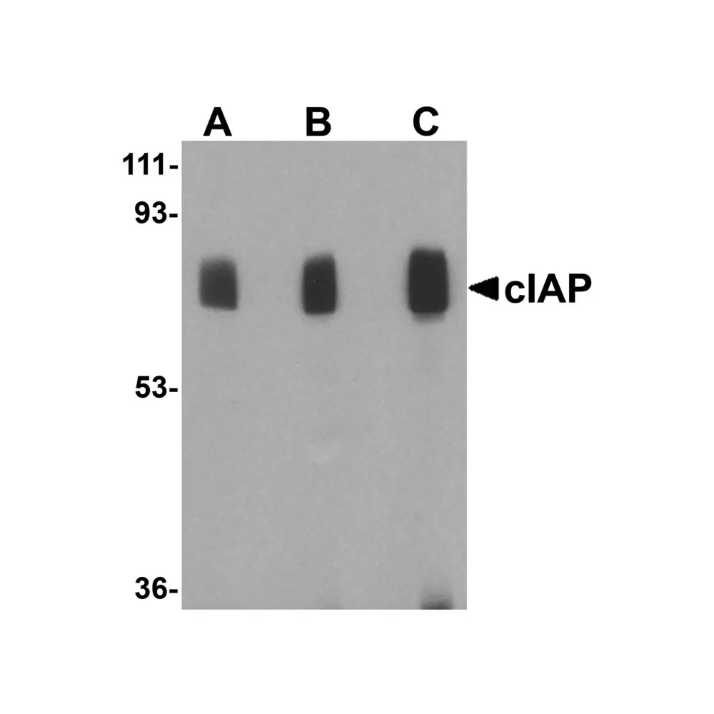ProSci 3325 cIAP Antibody, ProSci, 0.1 mg/Unit Primary Image