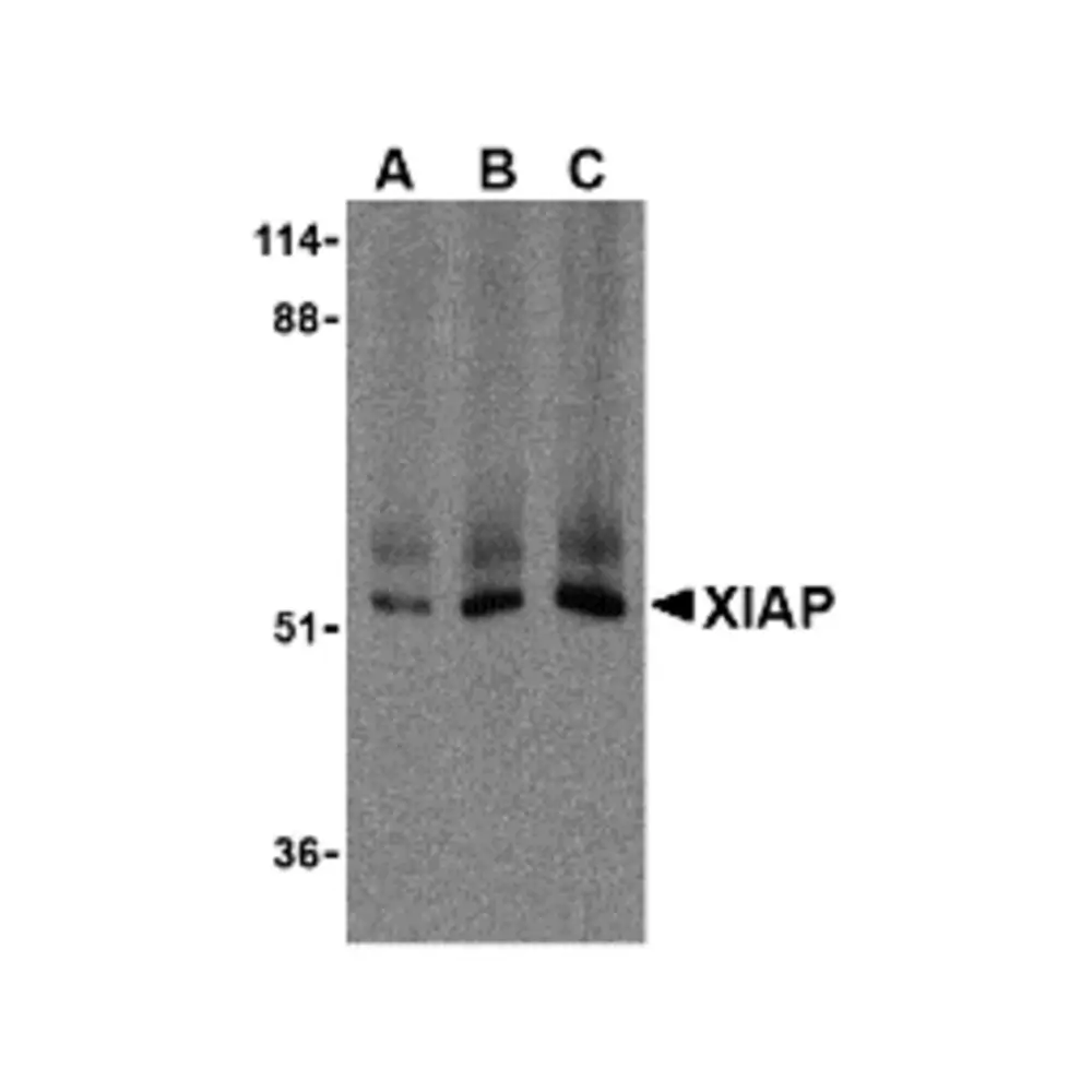 ProSci 3331 XIAP Antibody, ProSci, 0.1 mg/Unit Primary Image