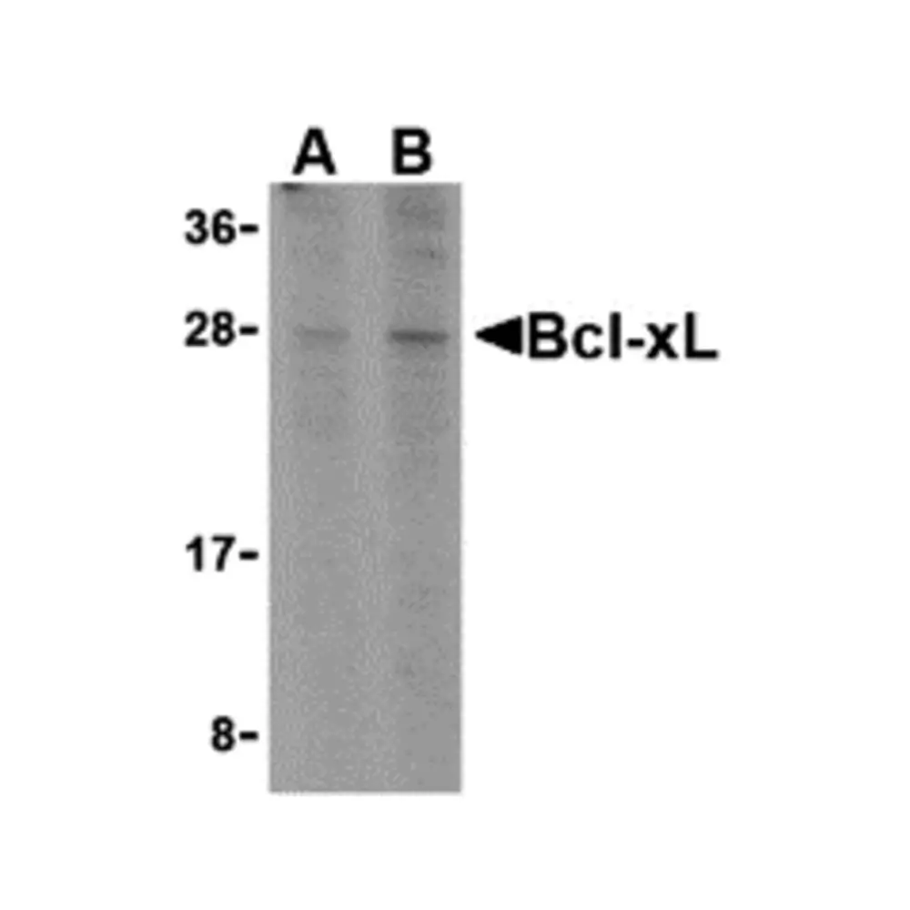 ProSci 3341_S Bcl-xL Antibody, ProSci, 0.02 mg/Unit Primary Image