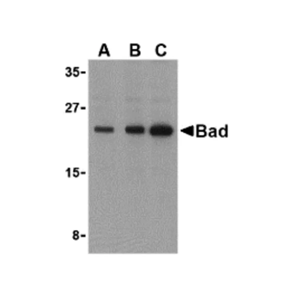 ProSci 3343_S BAD Antibody, ProSci, 0.02 mg/Unit Primary Image