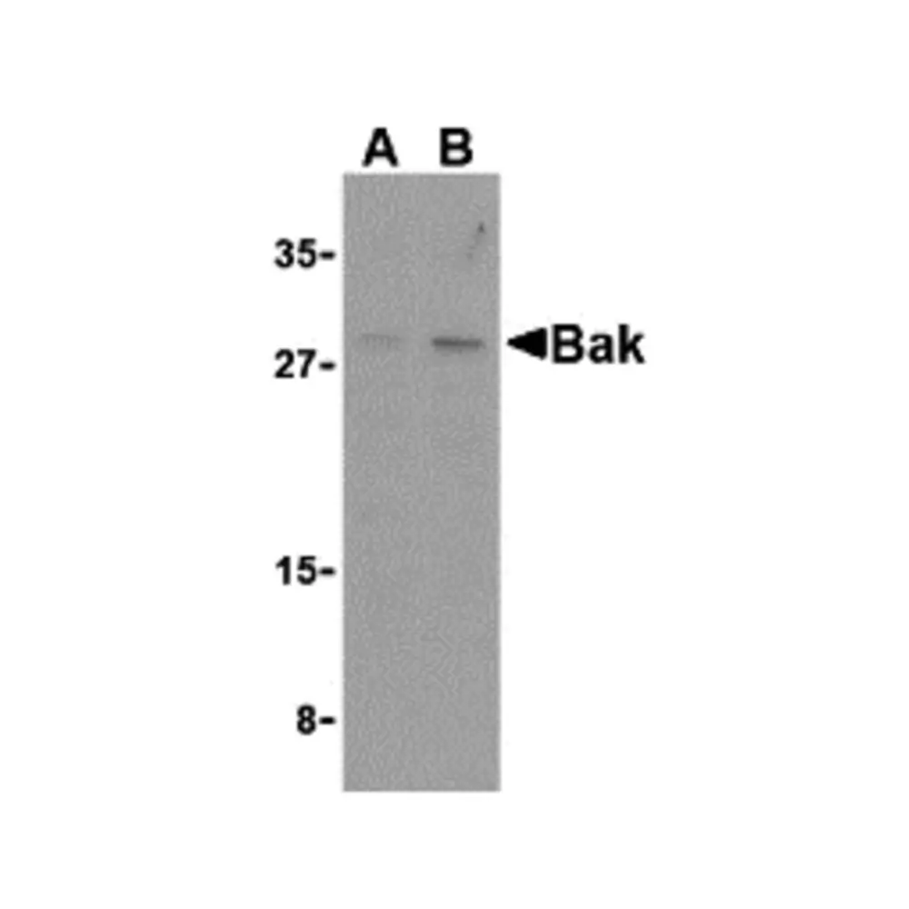 ProSci 3347_S Bak Antibody, ProSci, 0.02 mg/Unit Primary Image