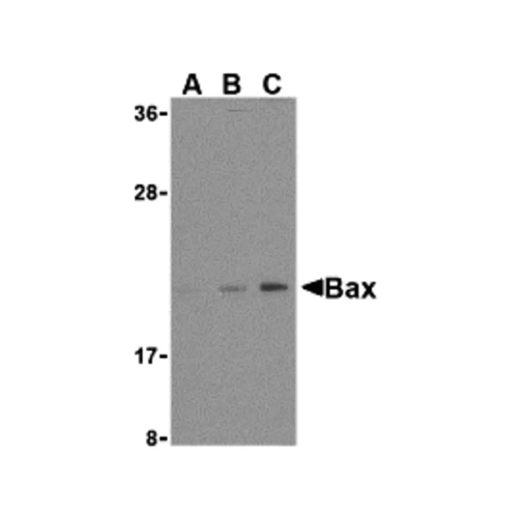 ProSci 3351_S Bax Antibody, ProSci, 0.02 mg/Unit Primary Image