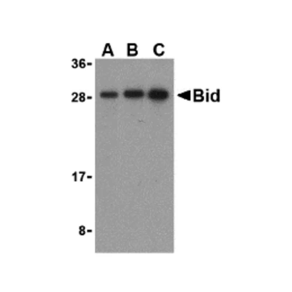 ProSci 3353_S Bid Antibody, ProSci, 0.02 mg/Unit Primary Image