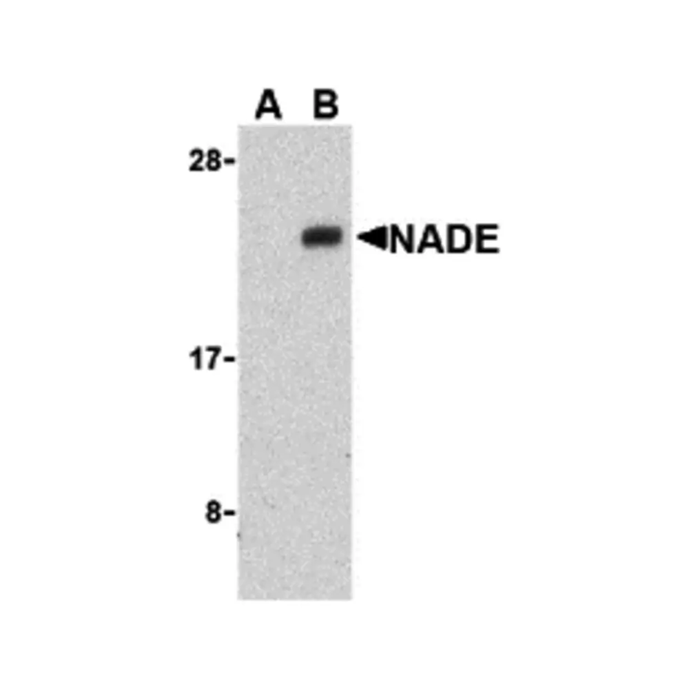 ProSci 3359 NADE Antibody, ProSci, 0.1 mg/Unit Primary Image