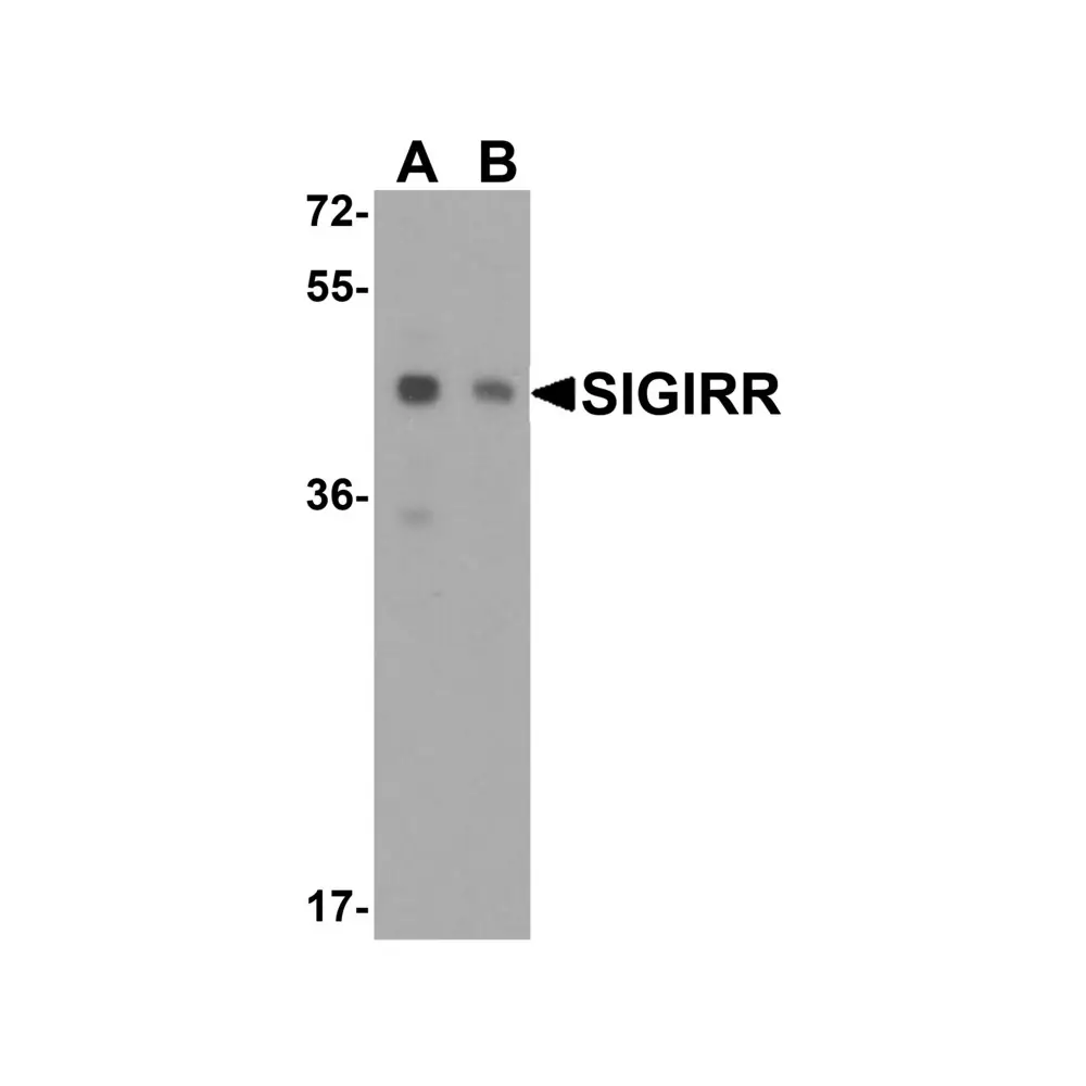ProSci 3367_S SIGIRR Antibody, ProSci, 0.02 mg/Unit Primary Image