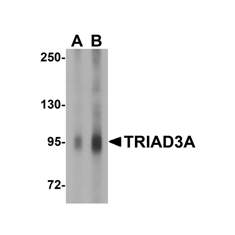 ProSci 3371 TRIAD3A Antibody, ProSci, 0.1 mg/Unit Primary Image