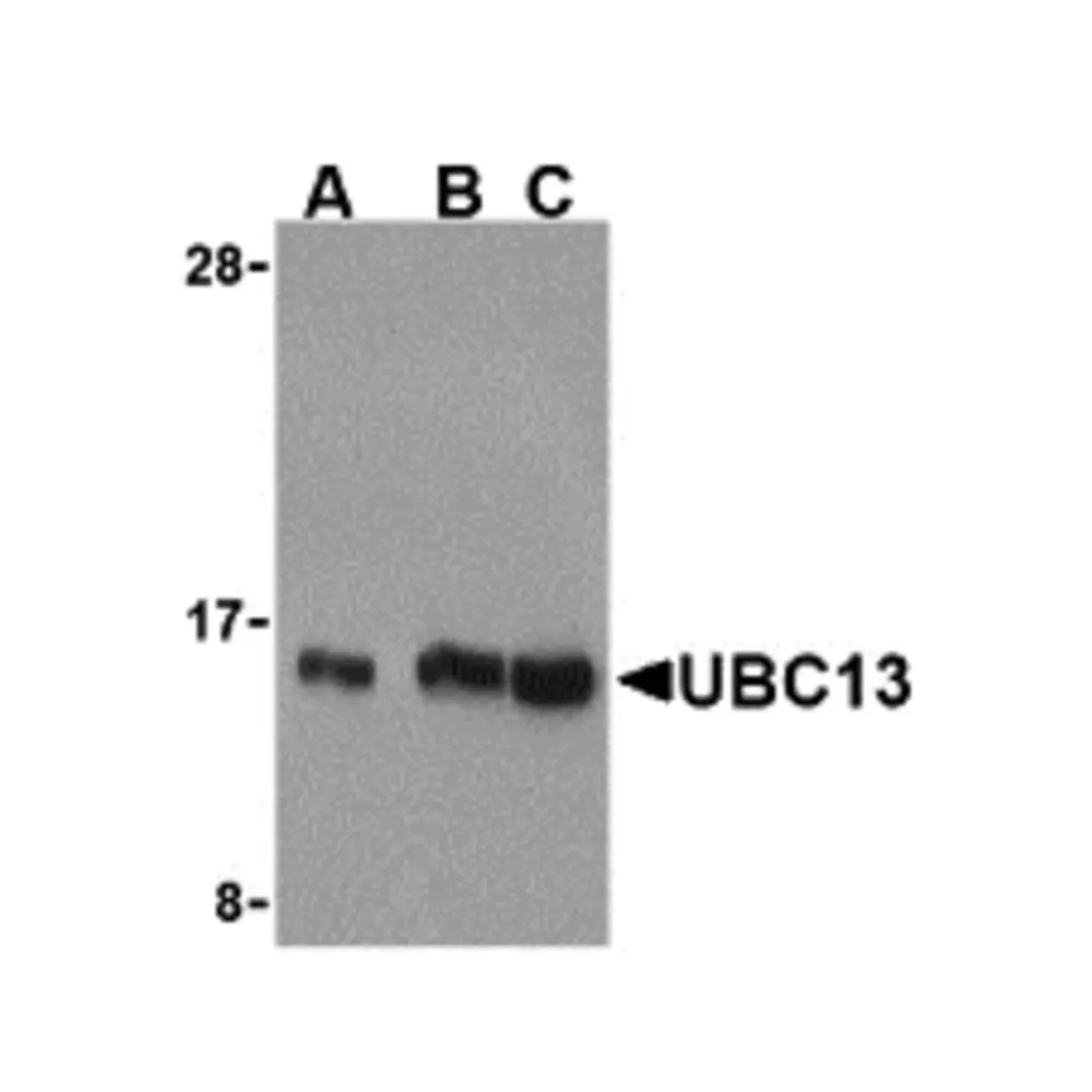 ProSci 3373 UBC13 Antibody, ProSci, 0.1 mg/Unit Primary Image