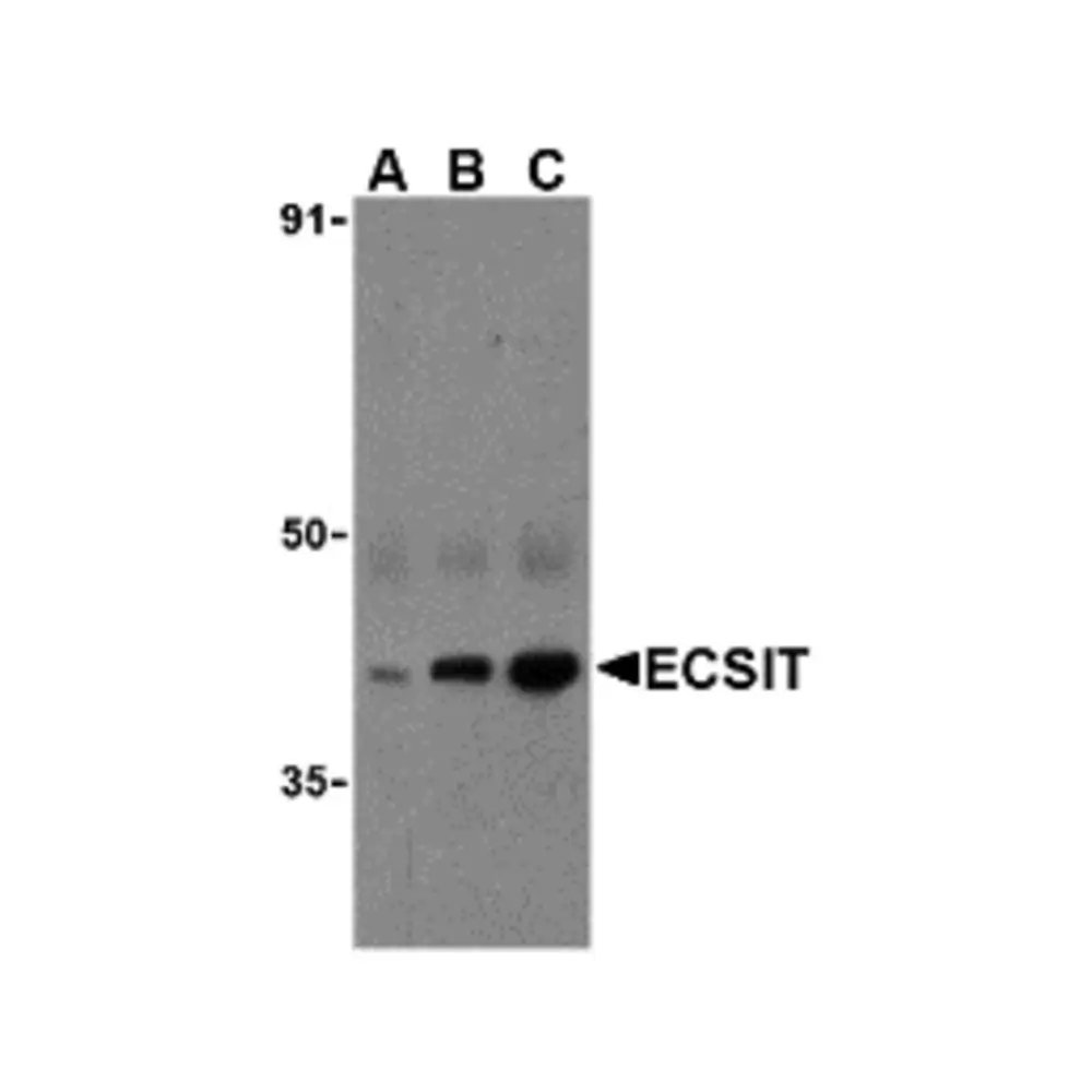 ProSci 3377 ECSIT Antibody, ProSci, 0.1 mg/Unit Primary Image