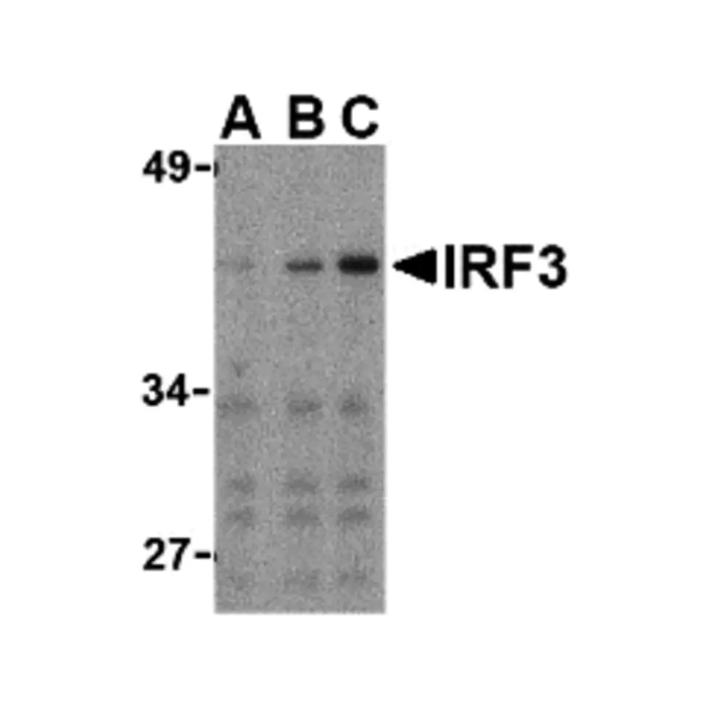 ProSci 3397 IRF3 Antibody, ProSci, 0.1 mg/Unit Primary Image