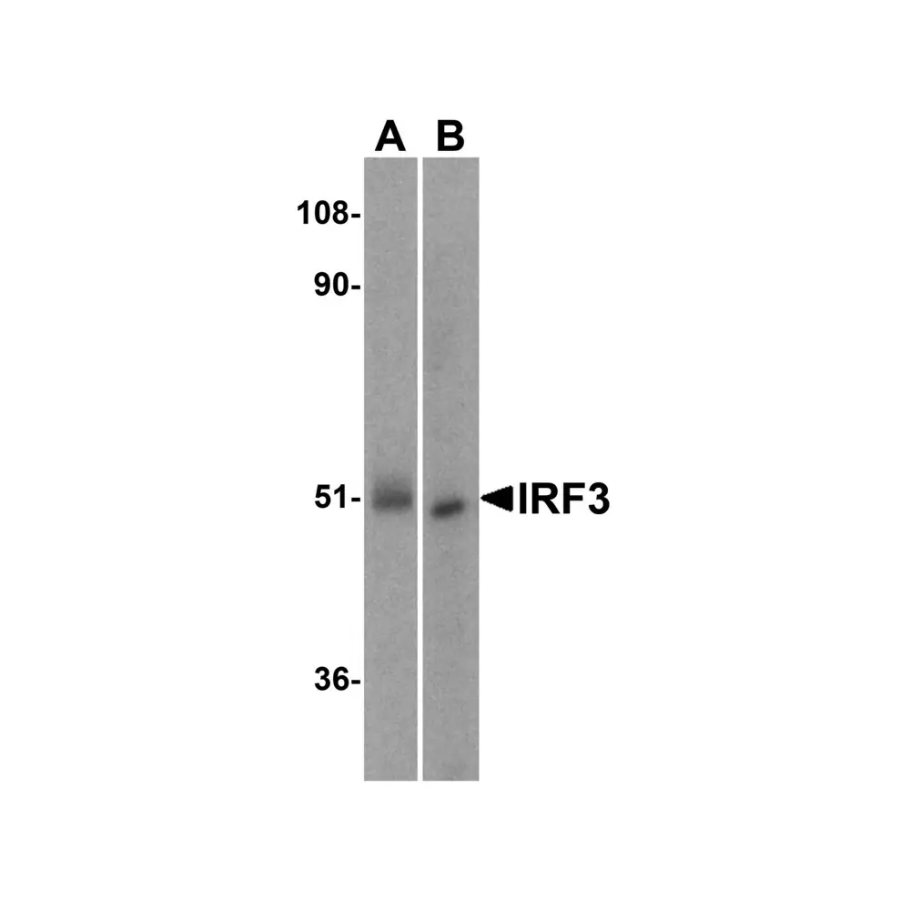 ProSci 3399 IRF3 Antibody, ProSci, 0.1 mg/Unit Primary Image