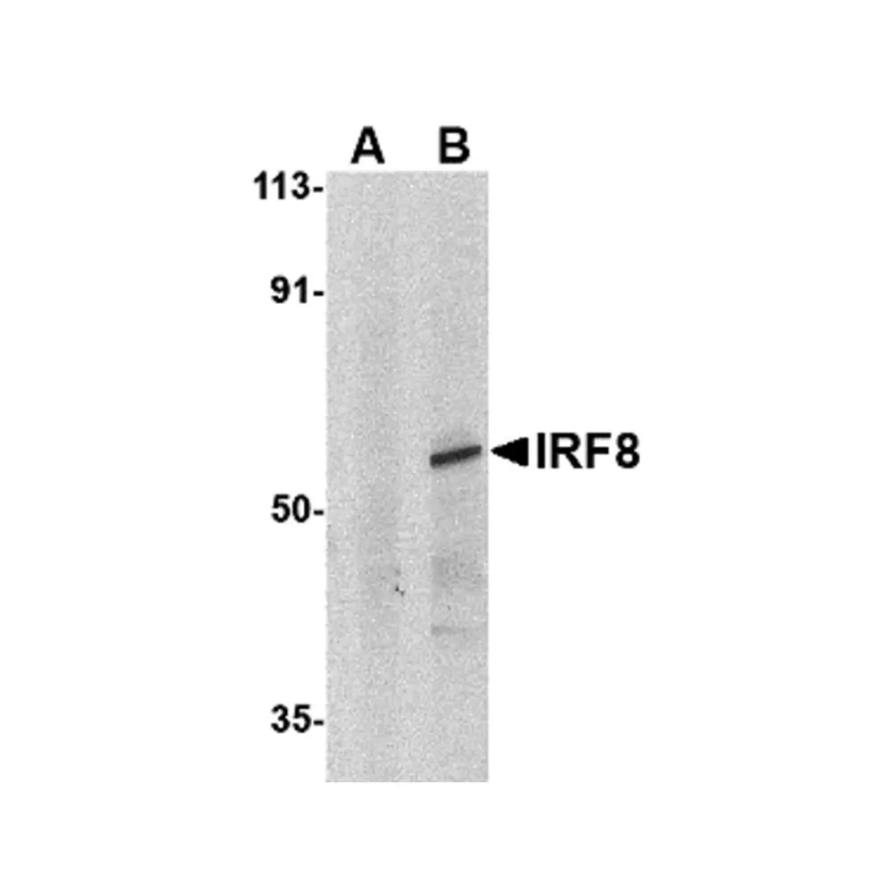 ProSci 3401 IRF8 Antibody, ProSci, 0.1 mg/Unit Primary Image