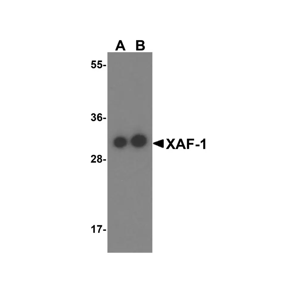 ProSci 3409_S XAF-1 Antibody, ProSci, 0.02 mg/Unit Primary Image
