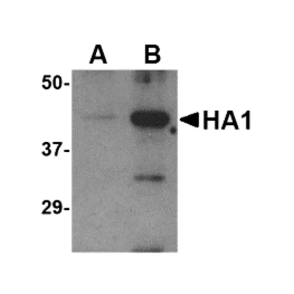ProSci 3427_S Avian Influenza Hemagglutinin Antibody, ProSci, 0.02 mg/Unit Primary Image