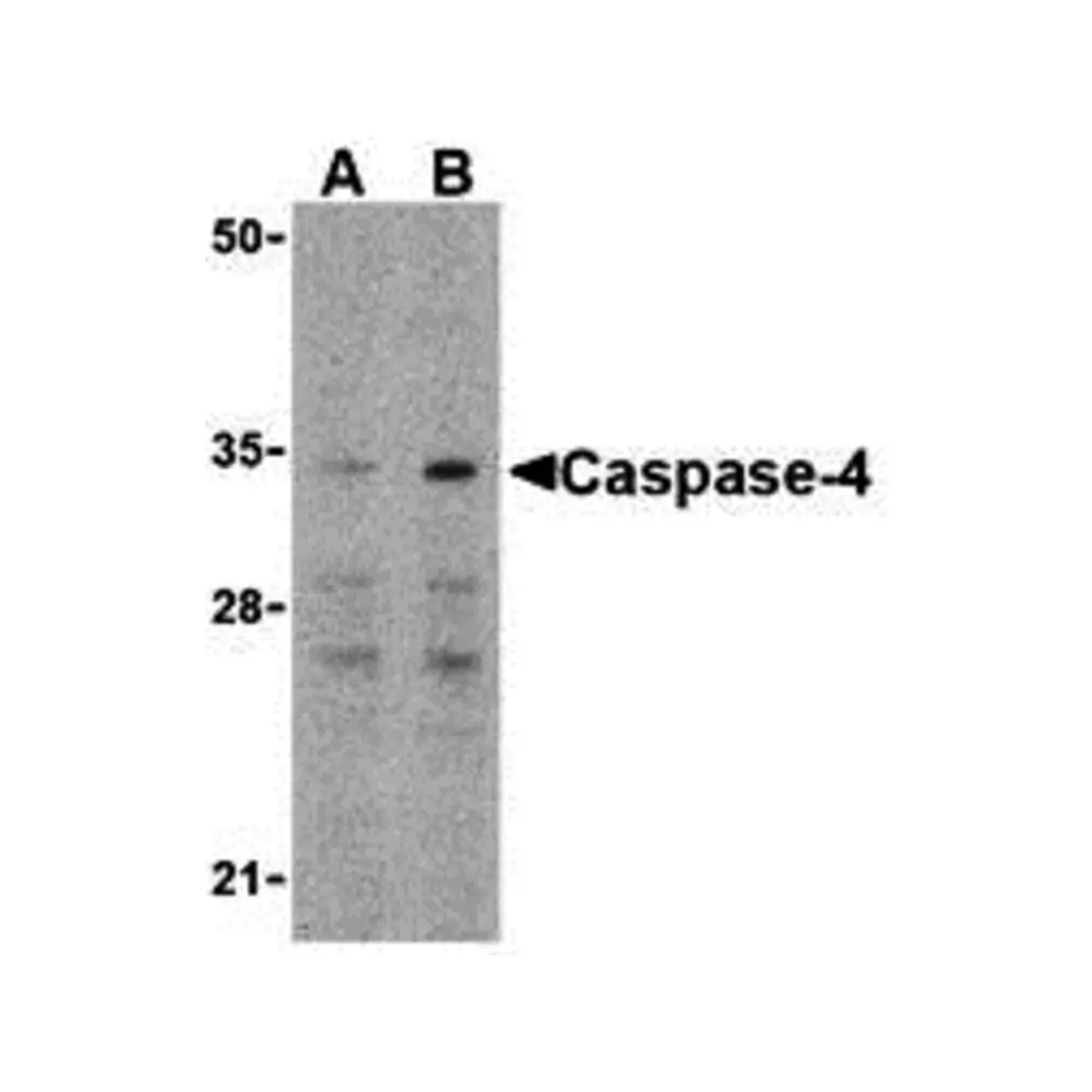 ProSci 3451_S Caspase-4 Antibody, ProSci, 0.02 mg/Unit Primary Image