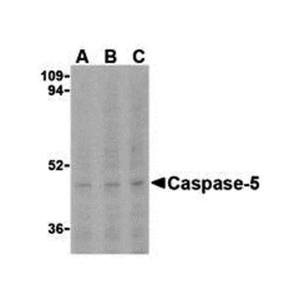 ProSci 3455 Caspase-5 Antibody, ProSci, 0.1 mg/Unit Primary Image