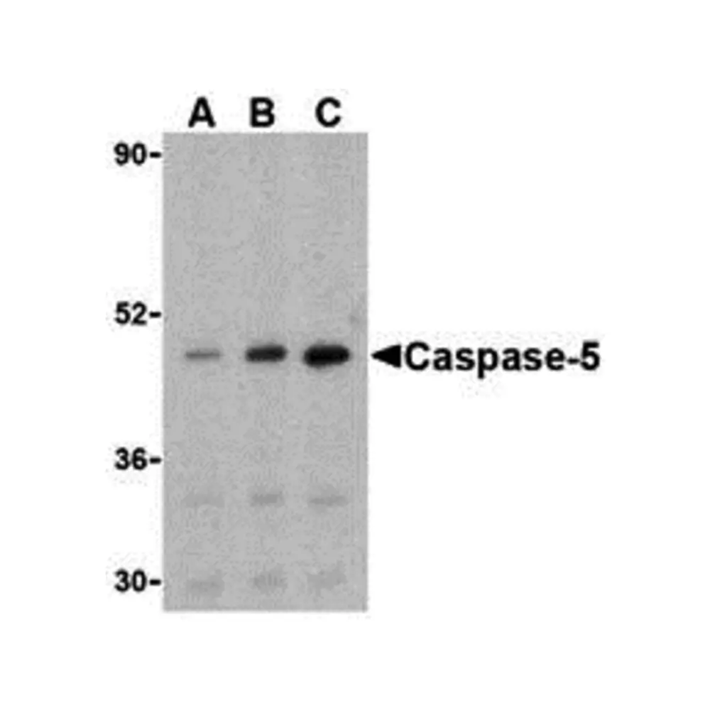 ProSci 3457_S Caspase-5 Antibody, ProSci, 0.02 mg/Unit Primary Image