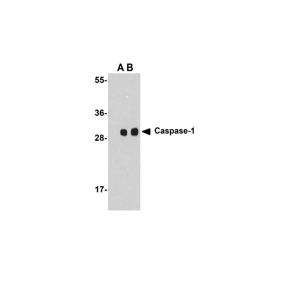 ProSci 3459_S Caspase-1 Antibody, ProSci, 0.02 mg/Unit Primary Image