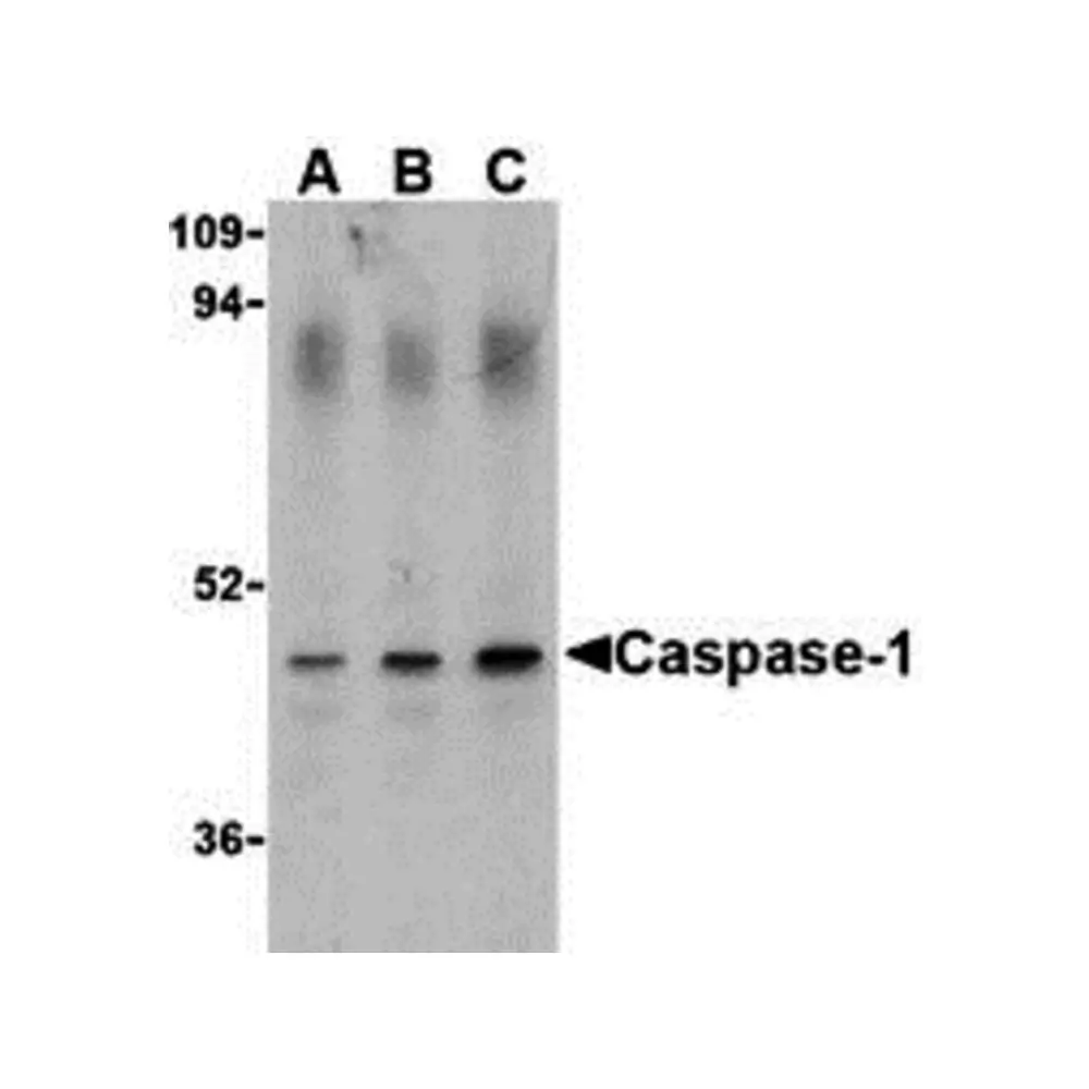 ProSci 3463_S Caspase-1 Antibody, ProSci, 0.02 mg/Unit Primary Image