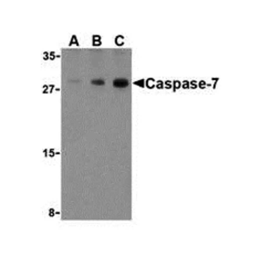 ProSci 3465_S Caspase-7 Antibody, ProSci, 0.02 mg/Unit Primary Image