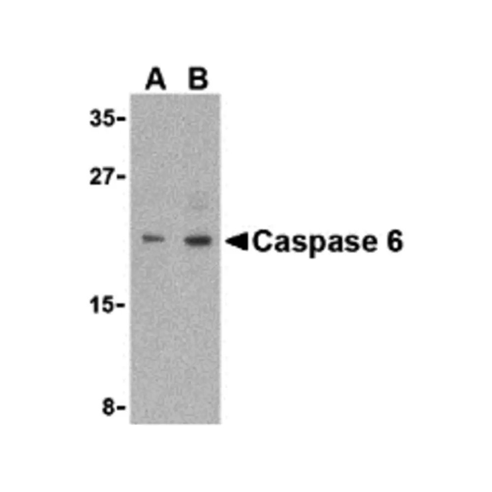ProSci 3469_S Caspase-6 Antibody, ProSci, 0.02 mg/Unit Primary Image
