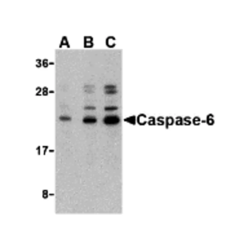ProSci 3471_S Caspase-6 Antibody, ProSci, 0.02 mg/Unit Primary Image