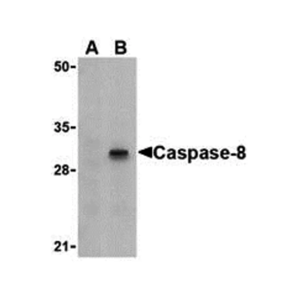 ProSci 3475_S Caspase-8 Antibody, ProSci, 0.02 mg/Unit Primary Image