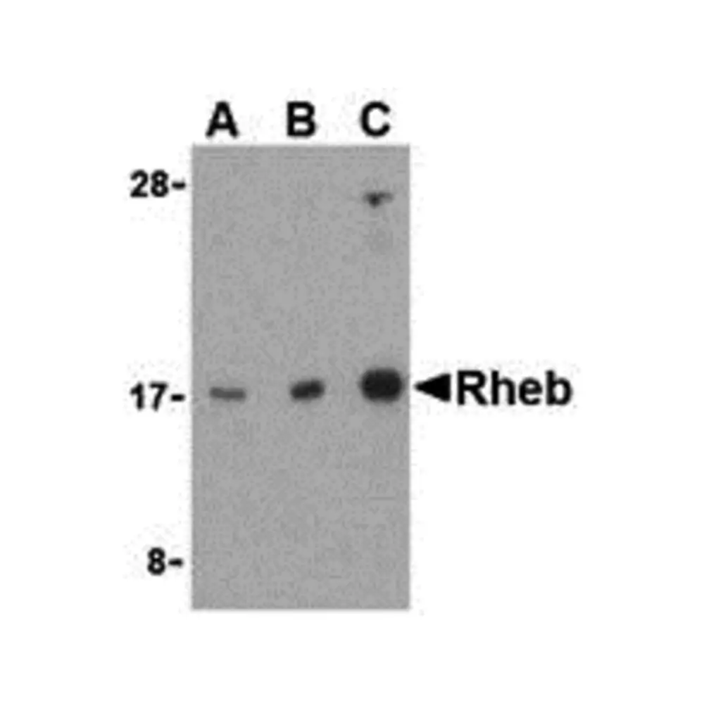 ProSci 3501 Rheb Antibody, ProSci, 0.1 mg/Unit Primary Image