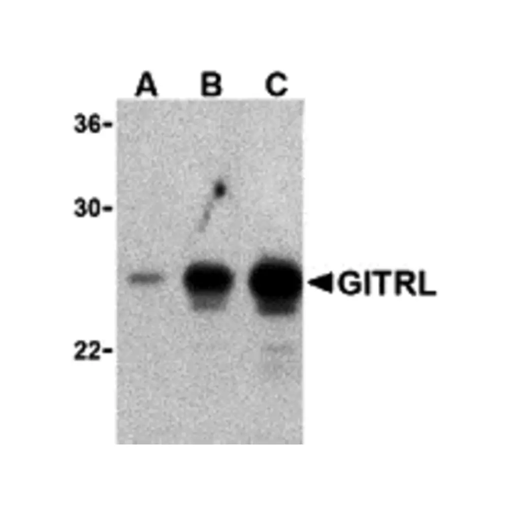 ProSci 3591 GITRL Antibody, ProSci, 0.1 mg/Unit Primary Image