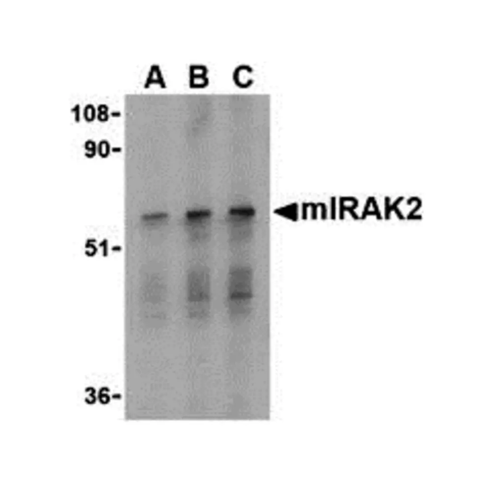ProSci 3595 IRAK2 Antibody, ProSci, 0.1 mg/Unit Primary Image