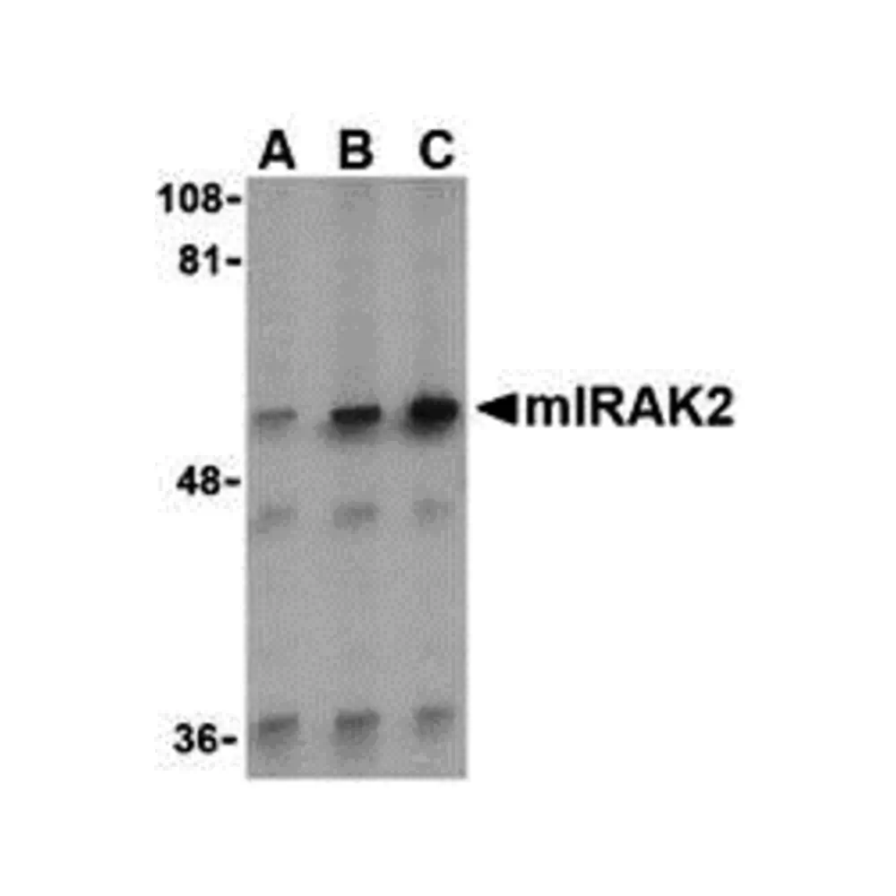 ProSci 3597 IRAK2 Antibody, ProSci, 0.1 mg/Unit Primary Image