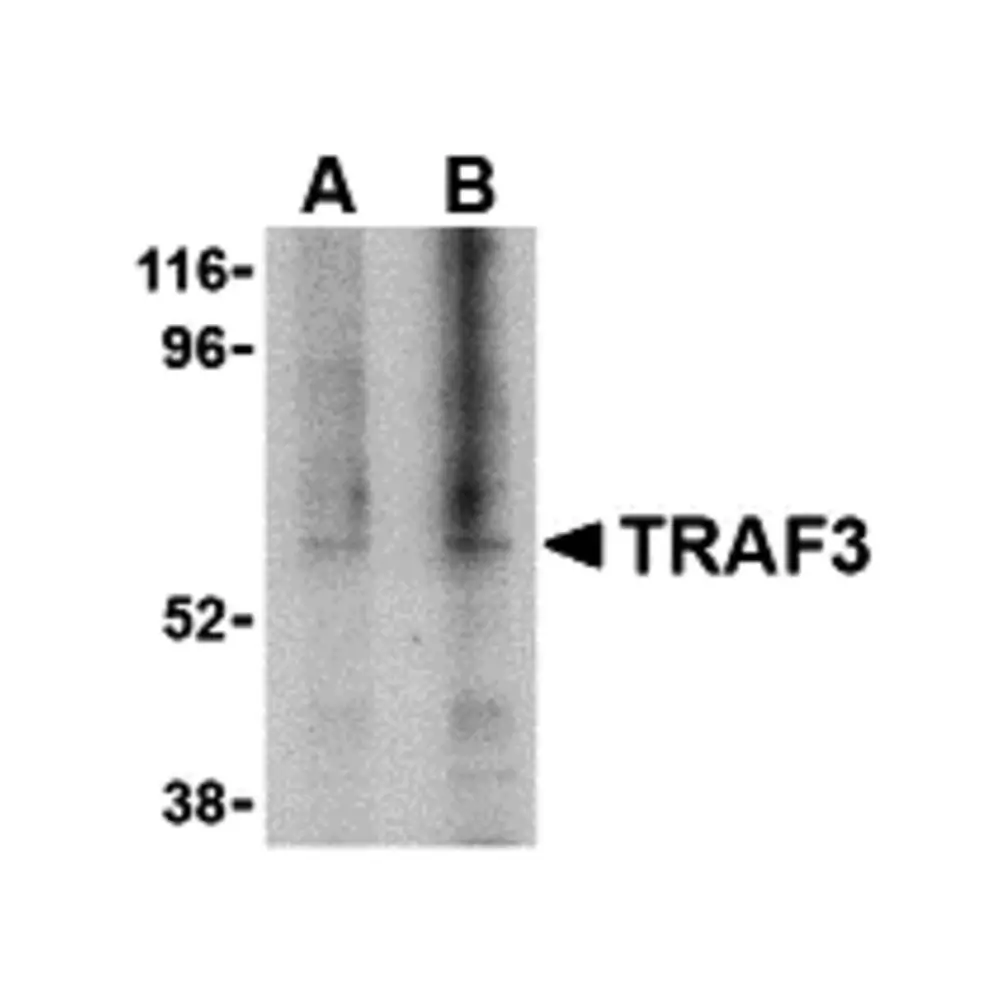 ProSci 3599 TRAF3 Antibody, ProSci, 0.1 mg/Unit Primary Image
