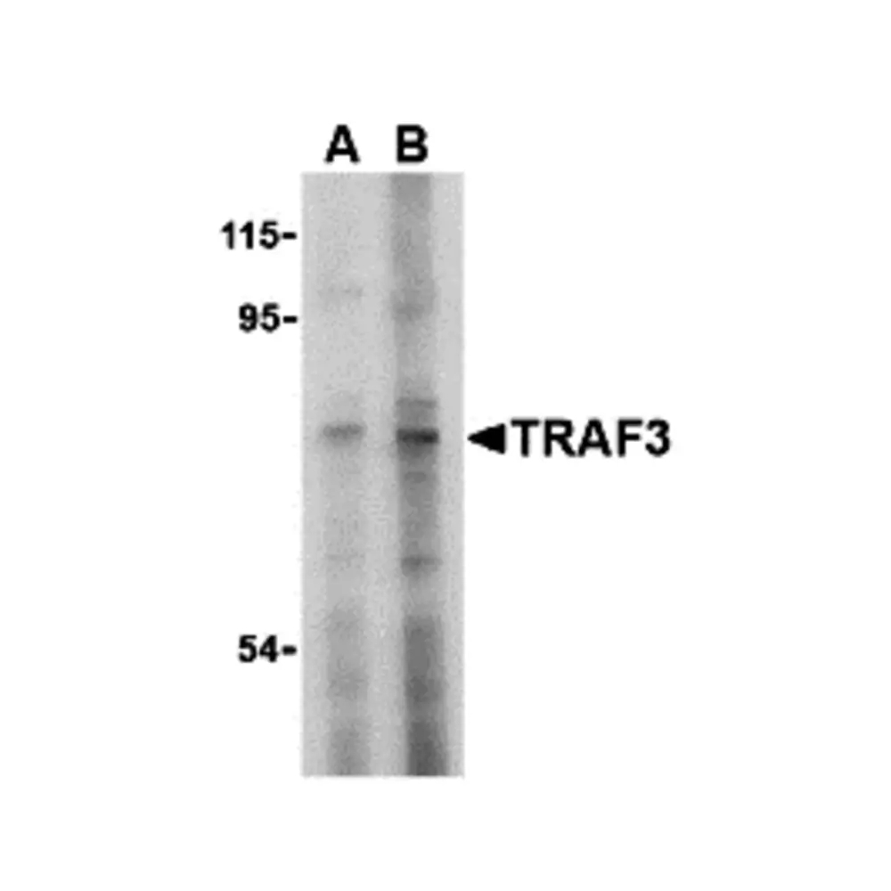 ProSci 3601 TRAF3 Antibody, ProSci, 0.1 mg/Unit Primary Image