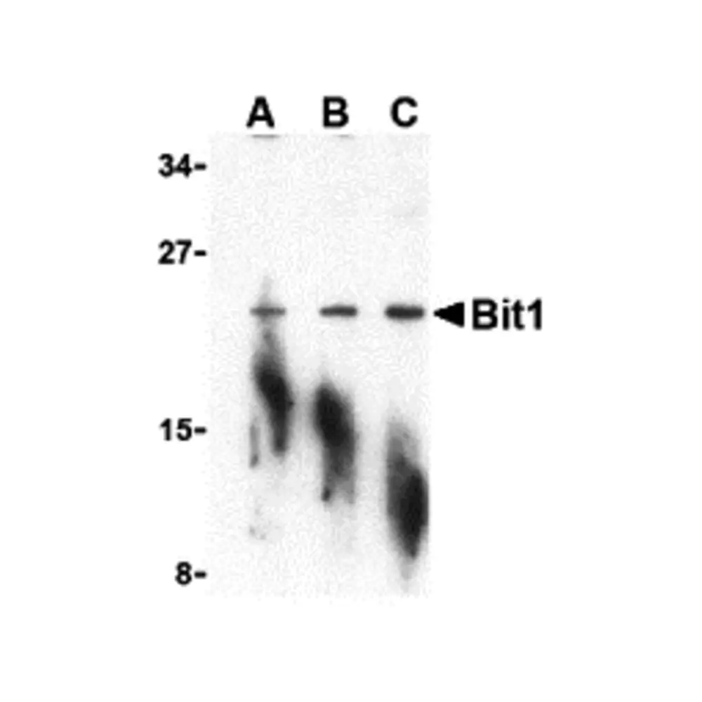 ProSci 3603 Bit1 Antibody, ProSci, 0.1 mg/Unit Primary Image