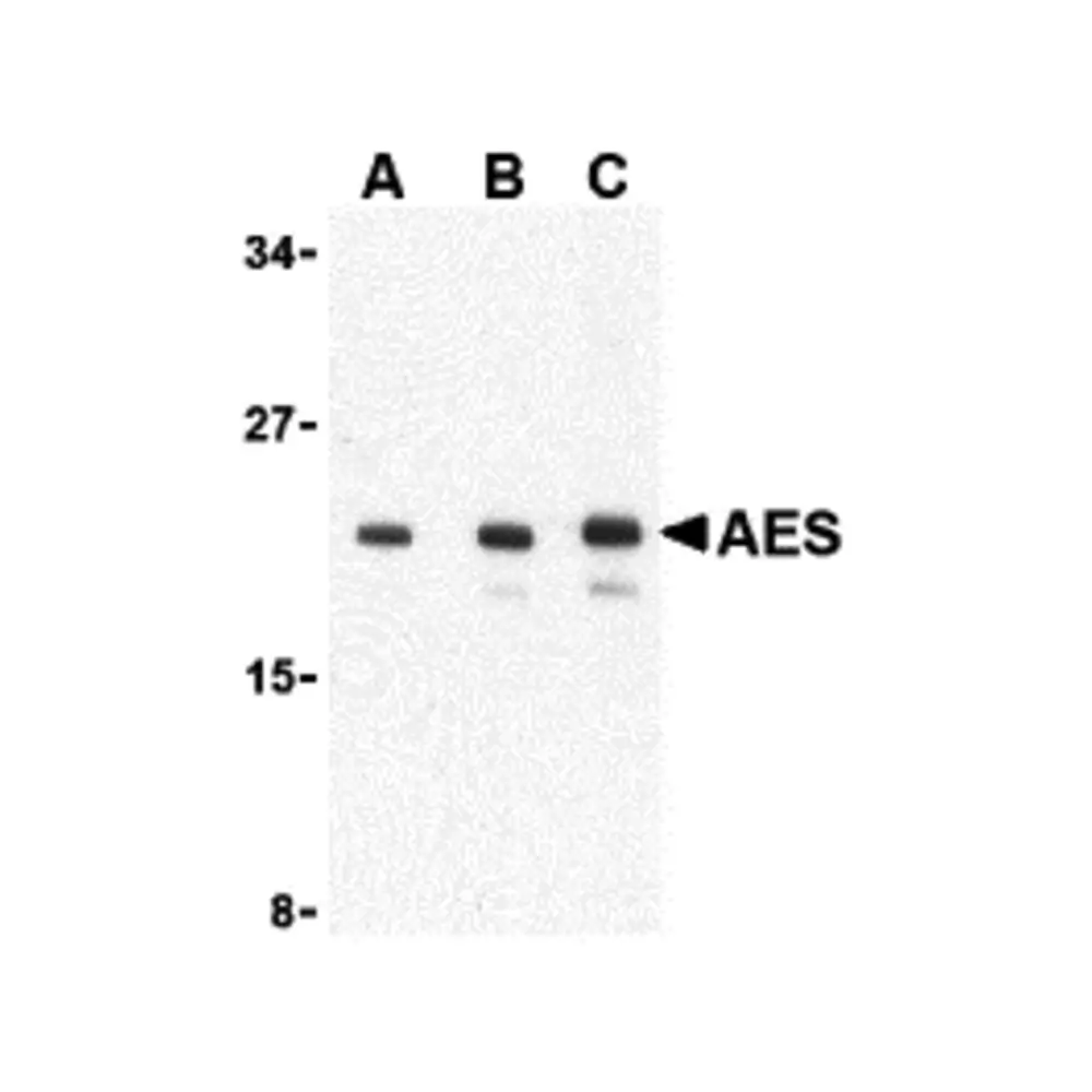 ProSci 3607 AES Antibody, ProSci, 0.1 mg/Unit Primary Image