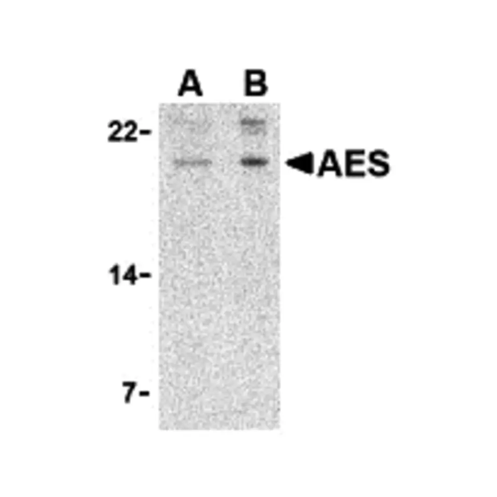 ProSci 3609_S AES Antibody, ProSci, 0.02 mg/Unit Primary Image