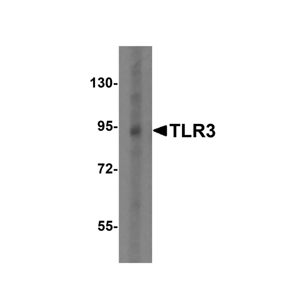 ProSci 3645 TLR3 Antibody, ProSci, 0.1 mg/Unit Primary Image