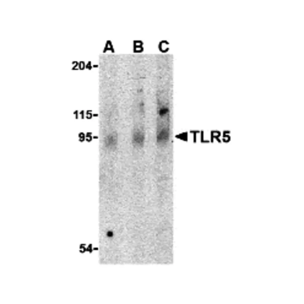 ProSci 3647_S TLR5 Antibody, ProSci, 0.02 mg/Unit Primary Image