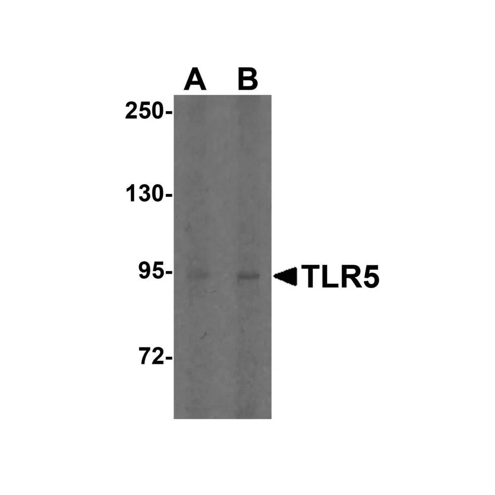 ProSci 3649 TLR5 Antibody, ProSci, 0.1 mg/Unit Primary Image
