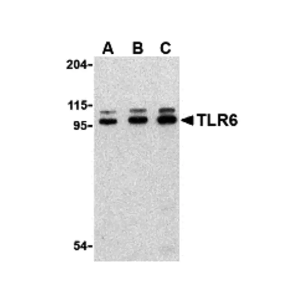 ProSci 3653_S TLR6 Antibody, ProSci, 0.02 mg/Unit Primary Image