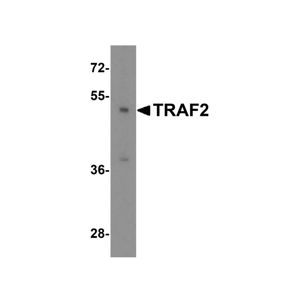 ProSci 3661 TRAF2 Antibody, ProSci, 0.1 mg/Unit Primary Image