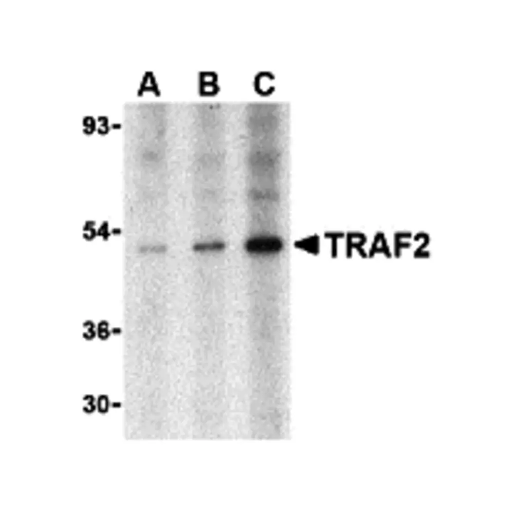 ProSci 3663 TRAF2 Antibody, ProSci, 0.1 mg/Unit Primary Image
