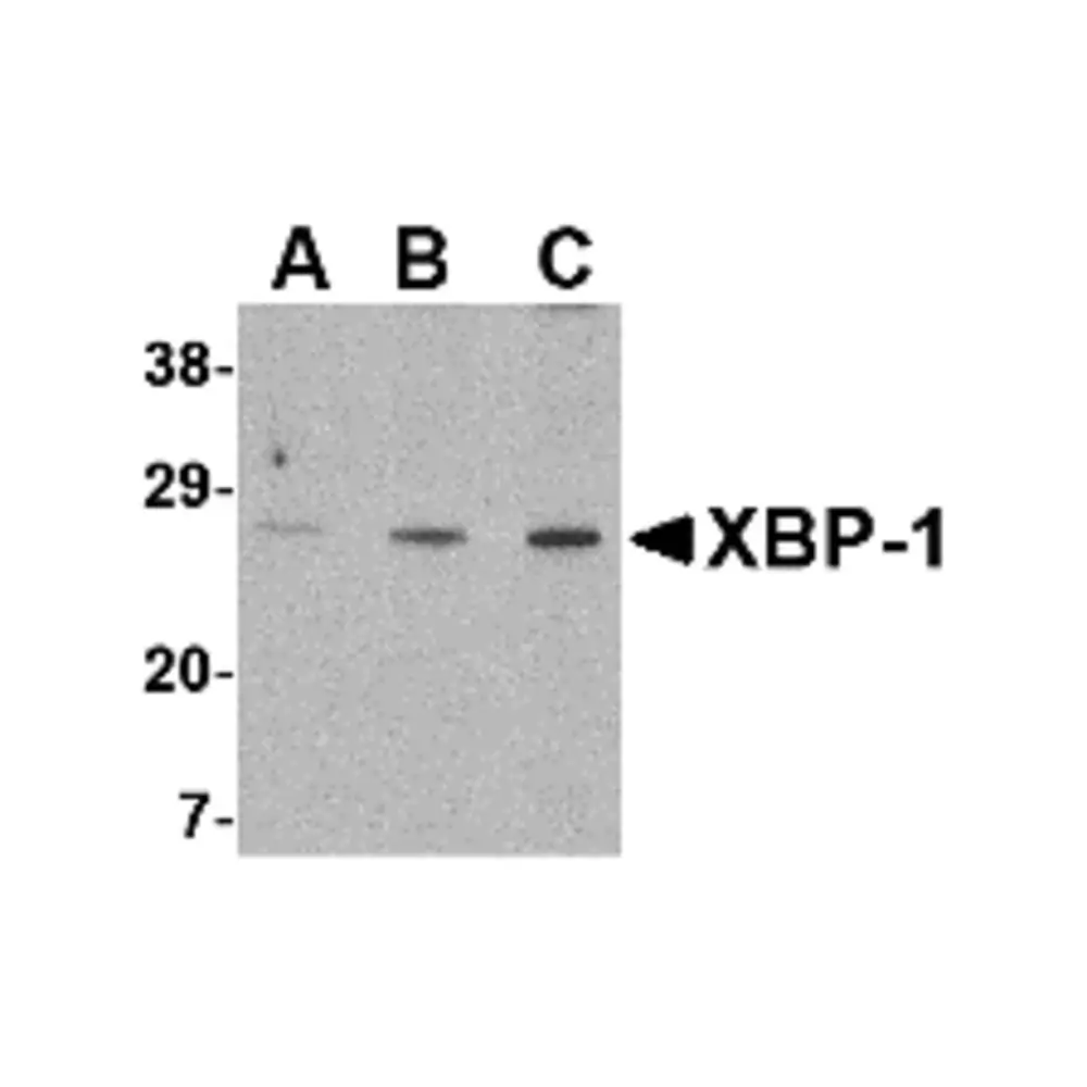 ProSci 3685_S XBP-1 Antibody, ProSci, 0.02 mg/Unit Primary Image
