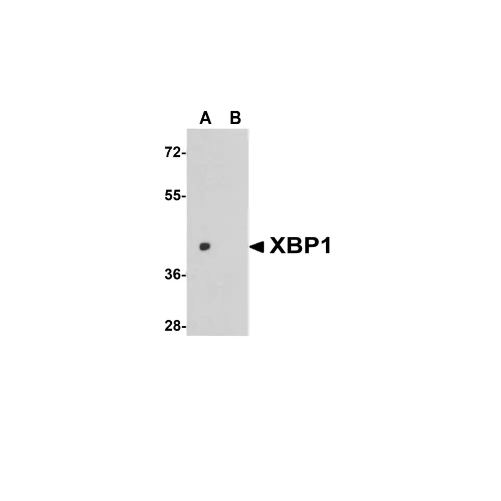 ProSci 3687 XBP-1 Antibody, ProSci, 0.1 mg/Unit Primary Image
