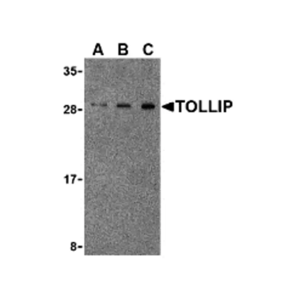 ProSci 3743 TOLLIP Antibody, ProSci, 0.1 mg/Unit Primary Image