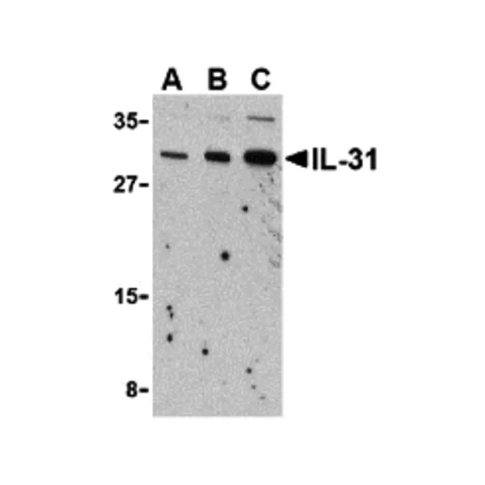 ProSci 3745_S IL-31 Antibody, ProSci, 0.02 mg/Unit Primary Image
